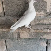 کبوتر گره درجای|پرنده|میناب, |دیوار