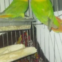 طوطی برزیلی دم تخم  رنگ خاص|پرنده|نقده, |دیوار