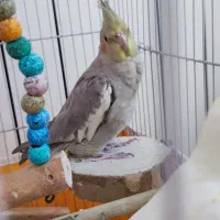 عروس هلندی|پرنده|اصفهان, کوی امیریه|دیوار
