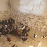 نیمچه مرغ و خروس گلین|حیوانات مزرعه|تهران, آهنگ|دیوار