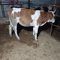 تلیسه دورگ سیمینتال چاق چاق گوساله گاو|حیوانات مزرعه|گمیشان, |دیوار