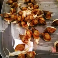 مزرعه پرورش یزد حلزون