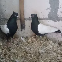 نرماده سینه سیاه دو کت سفید