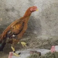 باسلام لاری معاوضه با مرغ فقط مرغ