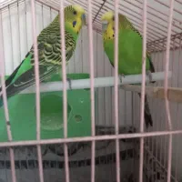 یک جفت مرف عشق بدون قفس