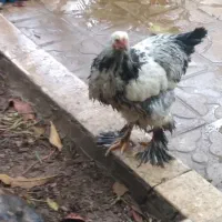 لاری و برهما|حیوانات مزرعه|شیراز, دشت چنار|دیوار