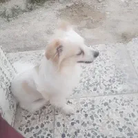 سگ پاکوتاه ماده.