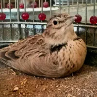 قناری سهره شاه تخم گندمی خراسان