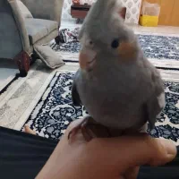 عروس سخن گو دستی