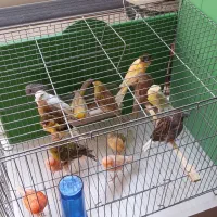 معاوضه قناری بامرغ تخمگذار جوان|پرنده|حمیدیا, |دیوار