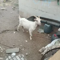 بز سانن