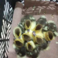 اردک اسراییلی