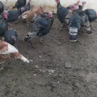 تعدادی بوقلمون محلی|حیوانات مزرعه|پیرانشهر, |دیوار