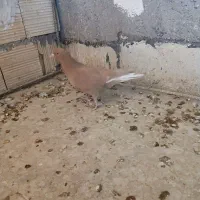 دمسفید ملقی|پرنده|رفسنجان, |دیوار