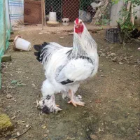 تخم نطفه دار و تازه برهما|حیوانات مزرعه|رشت, کوی قدس|دیوار