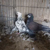 کبوتر پرشی سیرجان