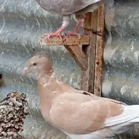 چند عدد کبوتر درجه یک|پرنده|شبانکاره, |دیوار