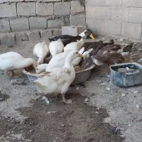 ۱۰عدداوردک ماده جوان سالم درشت
