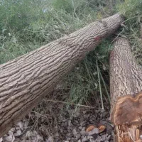 فروش  چوب  چنار و درخت میوه