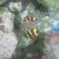 ماهی اب شور