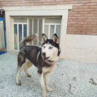 سگ هاسکی|سگ|یزد, |دیوار