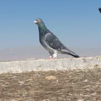 سبزوپولکی و ساده|پرنده|تربتحیدریه, بالا ولایت|دیوار