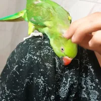 طوطی ملنگوی زیبا و بسیار باهوش چهار ماهه|پرنده|اسلام‌شهر, شهرک الهیه|دیوار