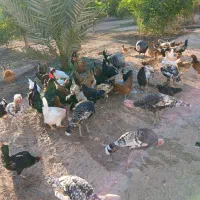 مرغ خروس و بوقلمون|حیوانات مزرعه|دزفول, |دیوار