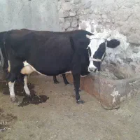 گاو هلشتاین|حیوانات مزرعه|دلبران, |دیوار