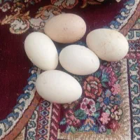 تخم قوغاز کردن ماری اصل