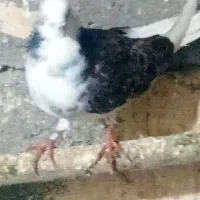 دو عدد کبوتر  ماده  پروازی