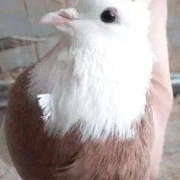 کبوتر طوقی پلاکی نر ،جفت بدرنگ سینه واز|پرنده|شاهینشهر, شهرک سایت|دیوار