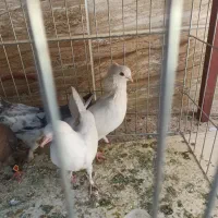 کبوتر کفتر