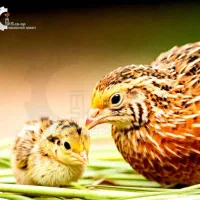 جوجه مرغ رسمی اصلاح شده گلپایگان