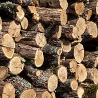 هیزم خشک جنگلی و باغی