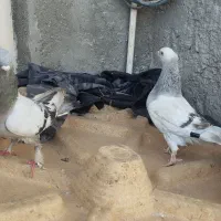 کفتر یا کبوتر