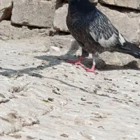 جوجه زیر کت چپ آلبالویی