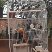 یک جفت طوطی