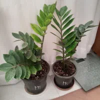 گل طبیعی خانگی|گل و گیاه طبیعی|ارومیه, |دیوار