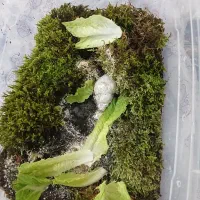 حلزون مولد|خزنده|قم, دانش|دیوار