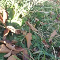 شناسنامه به نام سراج الدین محی گم شده