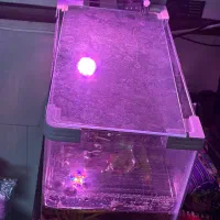 اکواریوم ۶۰در۴۰|ماهی|شیراز, شیخ روزبهان|دیوار