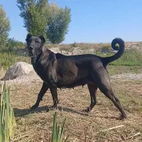 دوقلاده ماده سرابی اصیل ودرجه۱