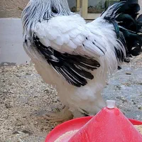 تخم نطفه دار ویاندوت و برهما لایت|حیوانات مزرعه|شهرضا, |دیوار