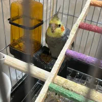 عروس هلندی|پرنده|هشتگرد, شهرک کوثر|دیوار