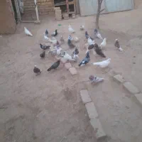 فروشی|پرنده|صائین قلعه, |دیوار