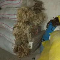 پشم گوسفند سفید اعلای گرمانشاه|رختخواب، بالش، پتو|تبریز, |دیوار