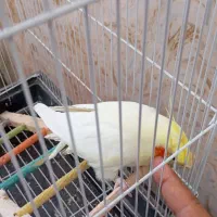 عروس هلندی نر