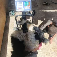 بره