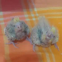 جوجه عروس هلندی